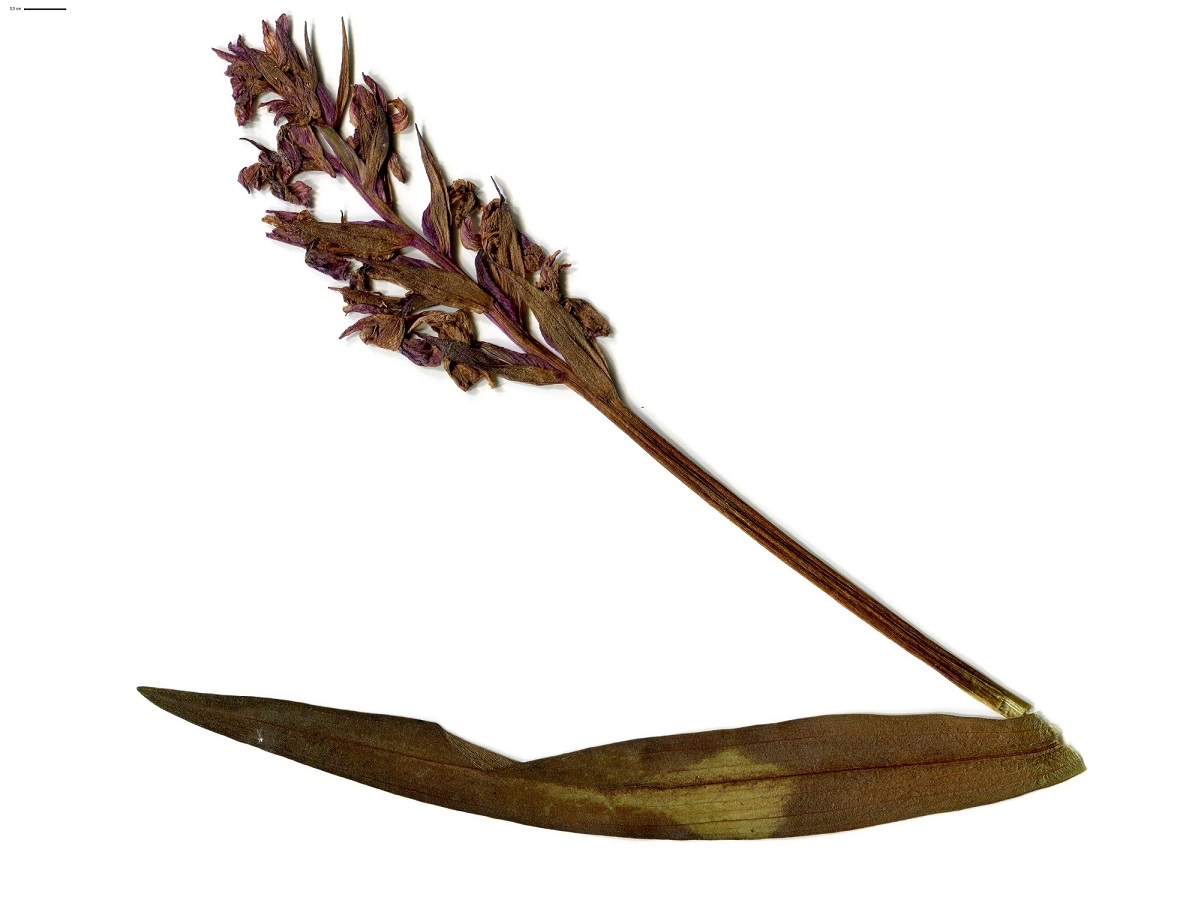Dactylorhiza elata (Orchidaceae)